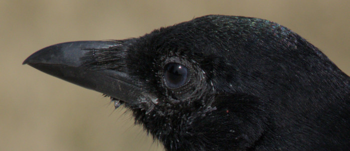 A photograph of a magpie facing to the left, cropped in to just show the bird's head.